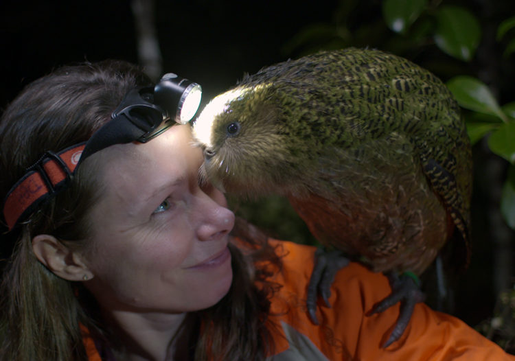 ORIGINE NATIVE, DEIDRE ET L’OISEAU KAKAPO